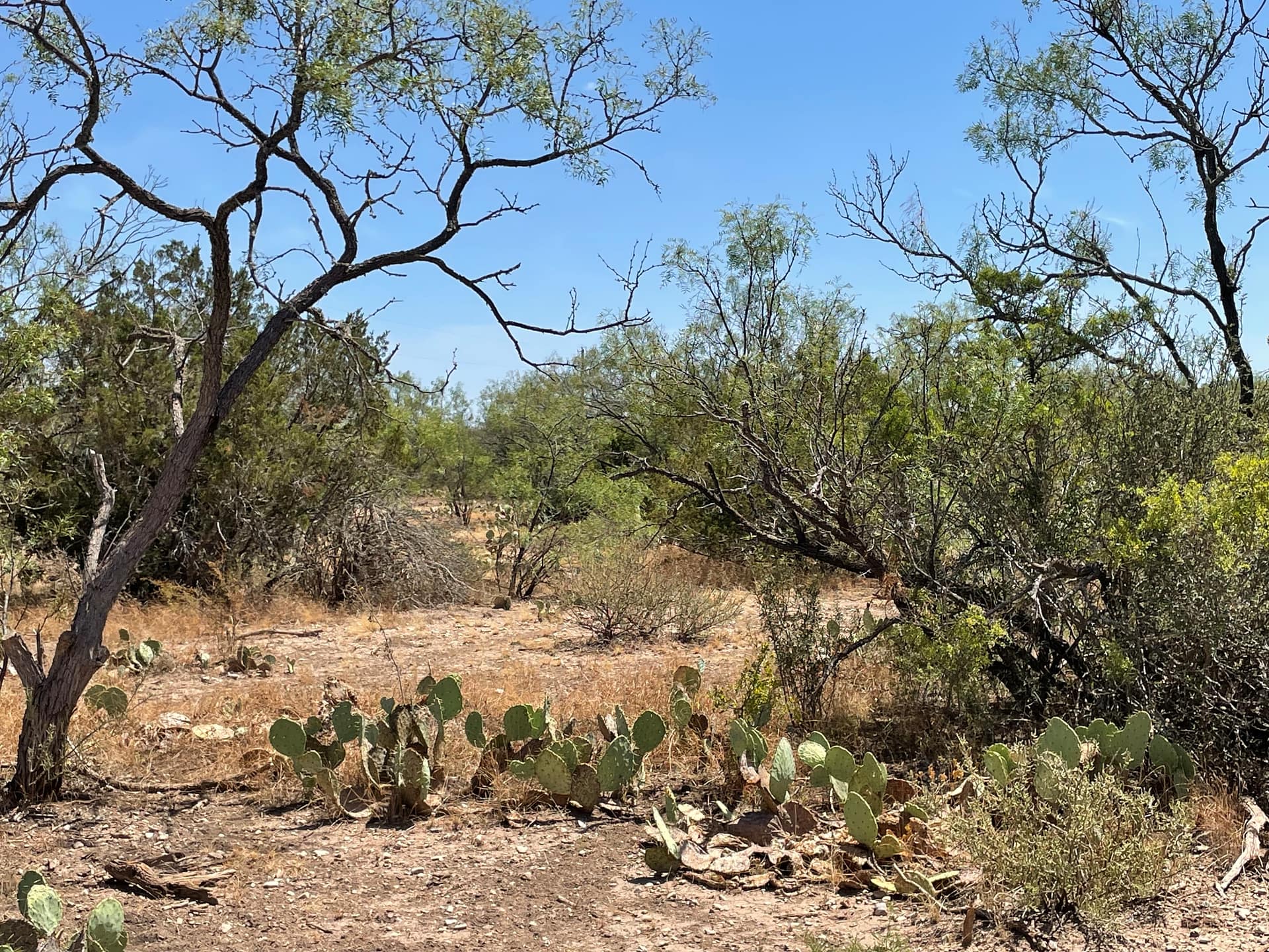 Mesquite Flats (16)