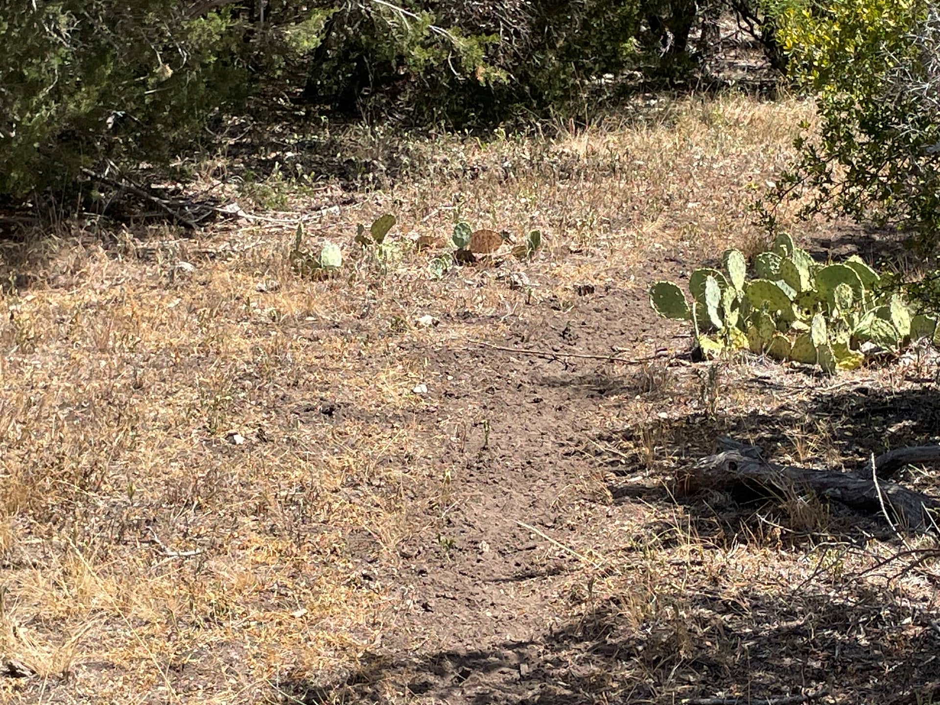 Mesquite Flats (7)